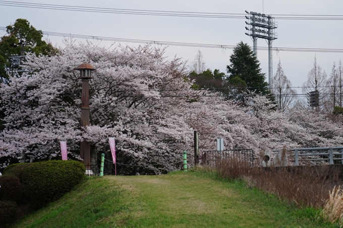 亀岡運動公園_桜ライトアップ_2024　No5