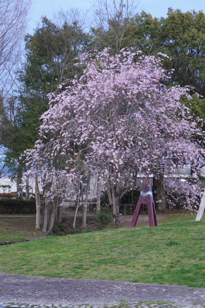 亀岡運動公園_桜ライトアップ_2024　No9