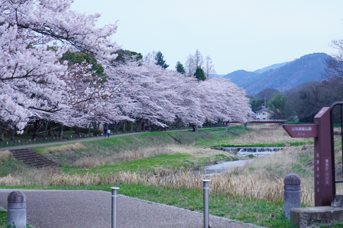 亀岡運動公園_桜ライトアップ_2024　No7