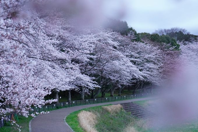 亀岡運動公園_桜ライトアップ_2024　No8