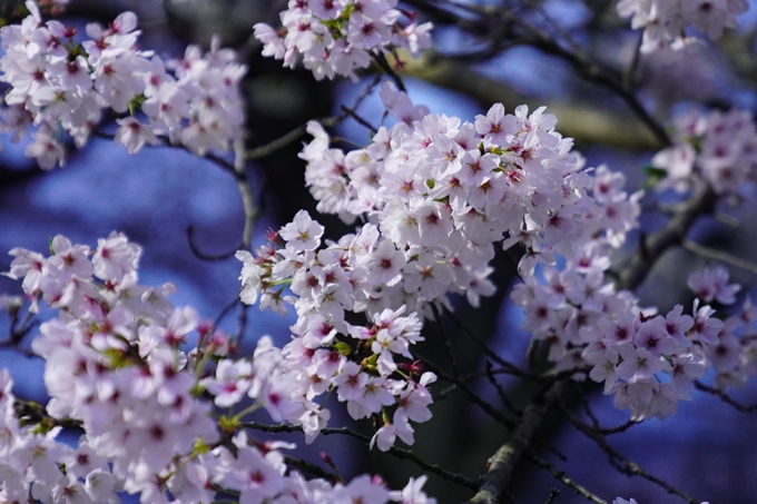 亀岡運動公園_桜ライトアップ_2024　No10