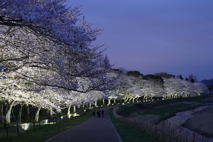 亀岡運動公園_桜ライトアップ_2024　No11