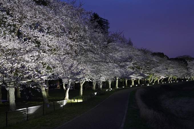 亀岡運動公園_桜ライトアップ_2024　No13