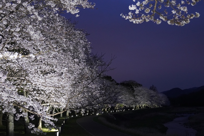 亀岡運動公園_桜ライトアップ_2024　No14