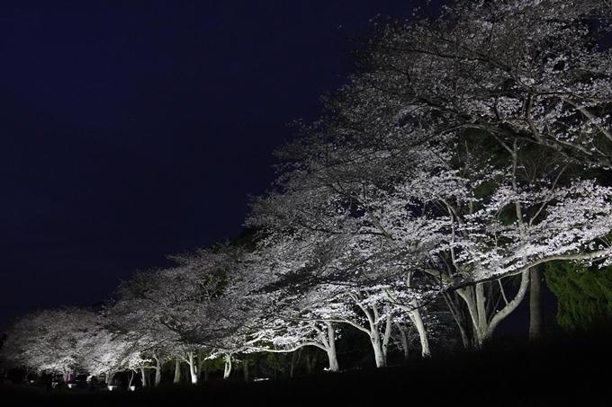 亀岡運動公園_桜ライトアップ_2024　No15