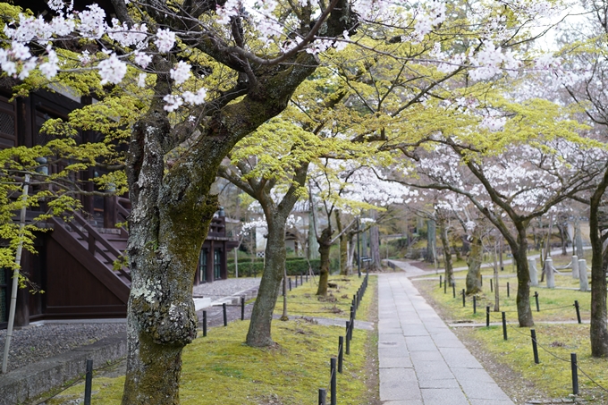 真如堂_金戒光明寺_岡崎神社_2024　No2