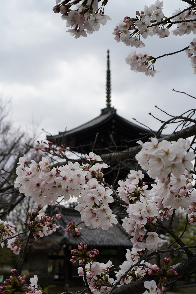 真如堂_金戒光明寺_岡崎神社_2024　No4