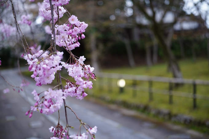 真如堂_金戒光明寺_岡崎神社_2024　No5