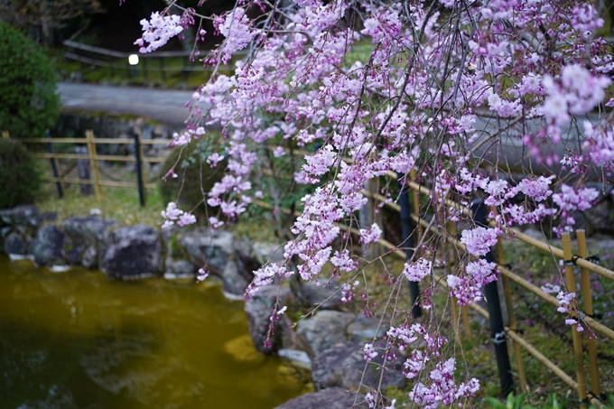 真如堂_金戒光明寺_岡崎神社_2024　No6