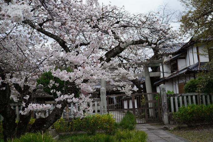 真如堂_金戒光明寺_岡崎神社_2024　No7