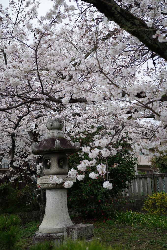 真如堂_金戒光明寺_岡崎神社_2024　No8