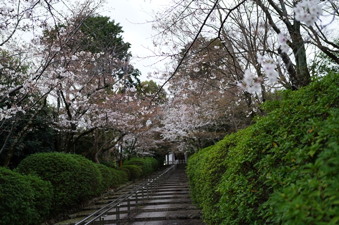 真如堂_金戒光明寺_岡崎神社_2024　No10