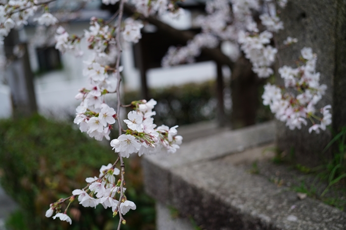 真如堂_金戒光明寺_岡崎神社_2024　No11