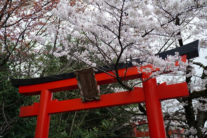 真如堂_金戒光明寺_岡崎神社_2024　No13