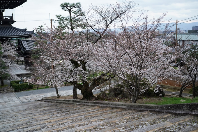 真如堂_金戒光明寺_岡崎神社_2024　No15