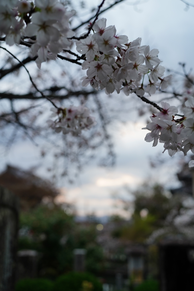 真如堂_金戒光明寺_岡崎神社_2024　No23