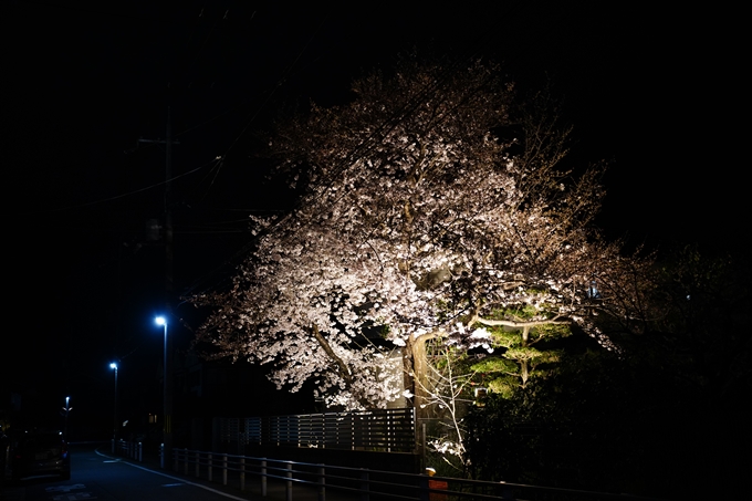 真如堂_金戒光明寺_岡崎神社_2024　No30