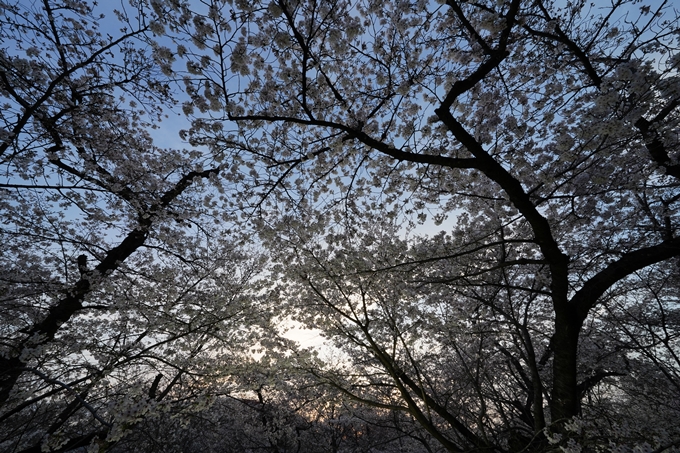 京都府立植物園_桜ライトアップ_2024　No6