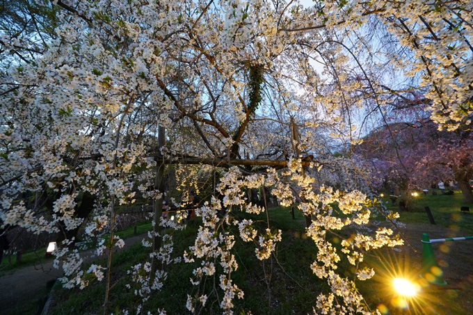 京都府立植物園_桜ライトアップ_2024　No9