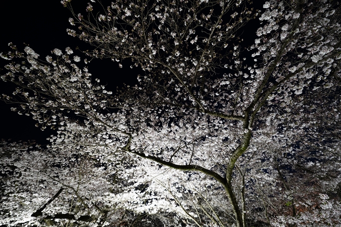 京都府立植物園_桜ライトアップ_2024　No11