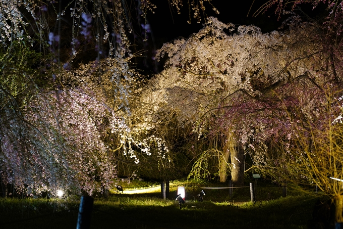 京都府立植物園_桜ライトアップ_2024　No16