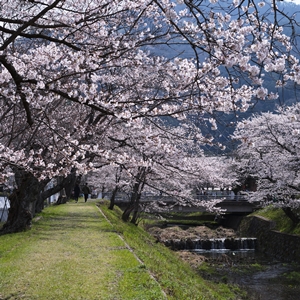 七谷川(亀岡市) 桜2024 その16｜ガイドブックに載らない京都