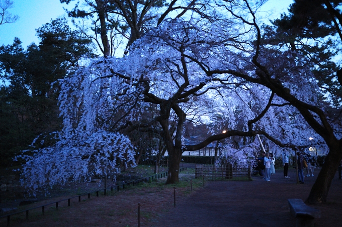 近衛邸跡_夜桜_2024　No4