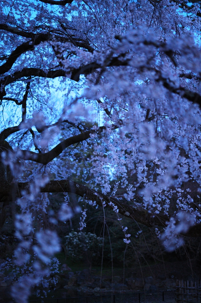 近衛邸跡_夜桜_2024　No5