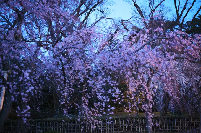 近衛邸跡_夜桜_2024　No7