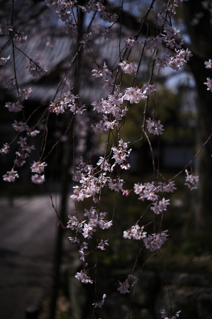 上品蓮台寺_2024　No10