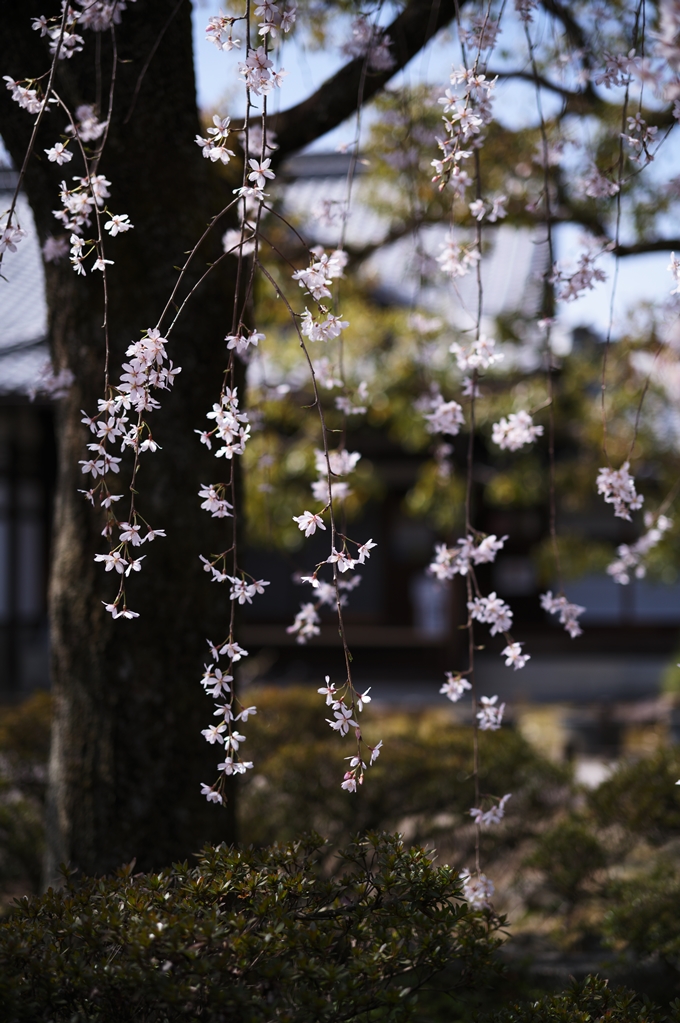 上品蓮台寺_2024　No11