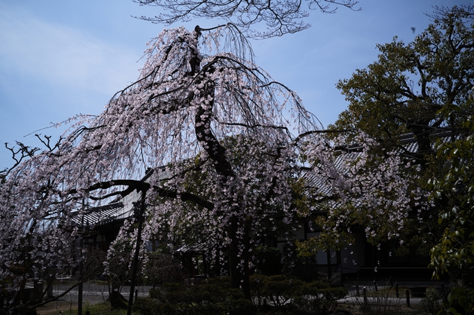 上品蓮台寺_2024　No13