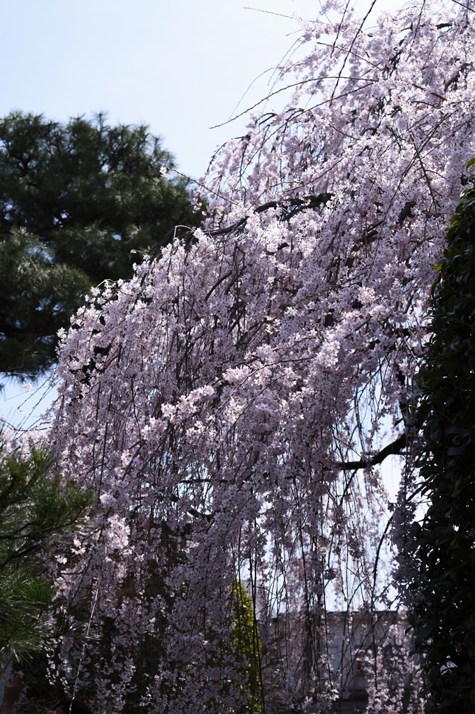 本満寺_満開_2024　No5