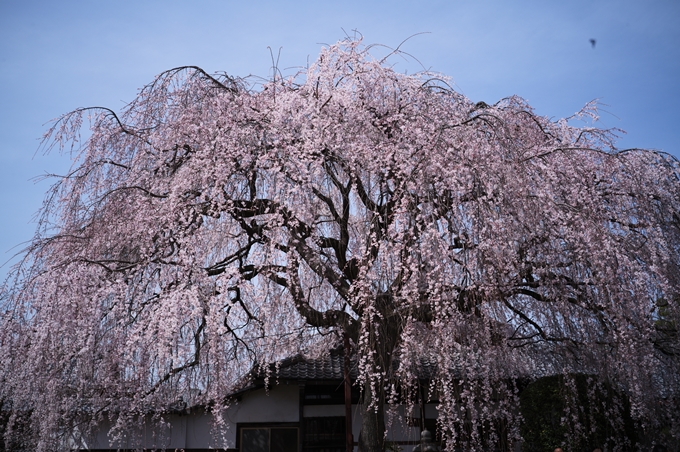 本満寺_満開_2024　No10