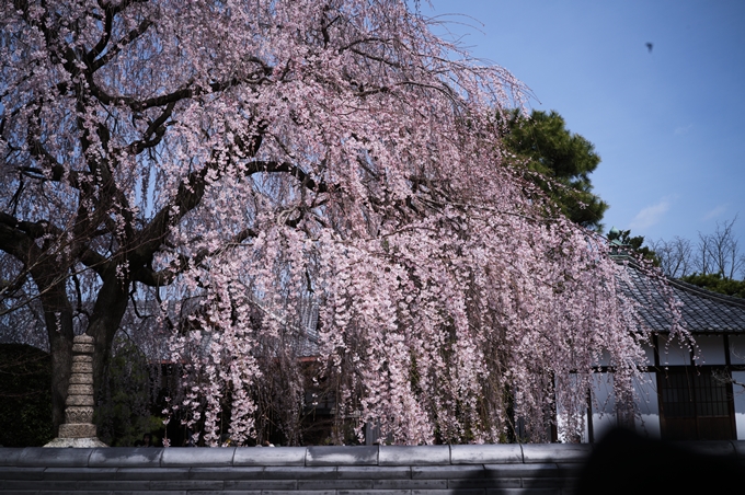 本満寺_満開_2024　No11