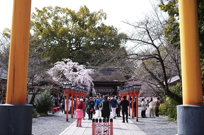 平野神社_2024　No3