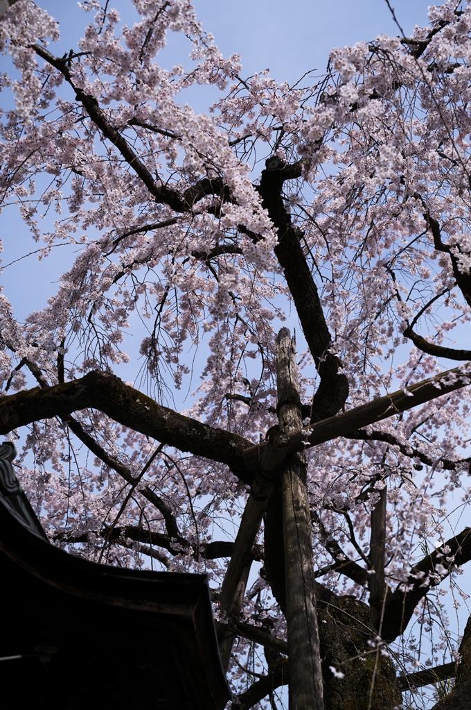 平野神社_2024　No4