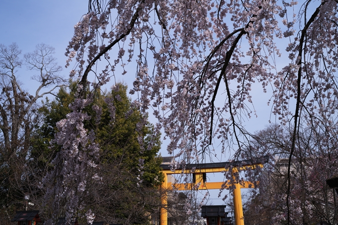 平野神社_2024　No2