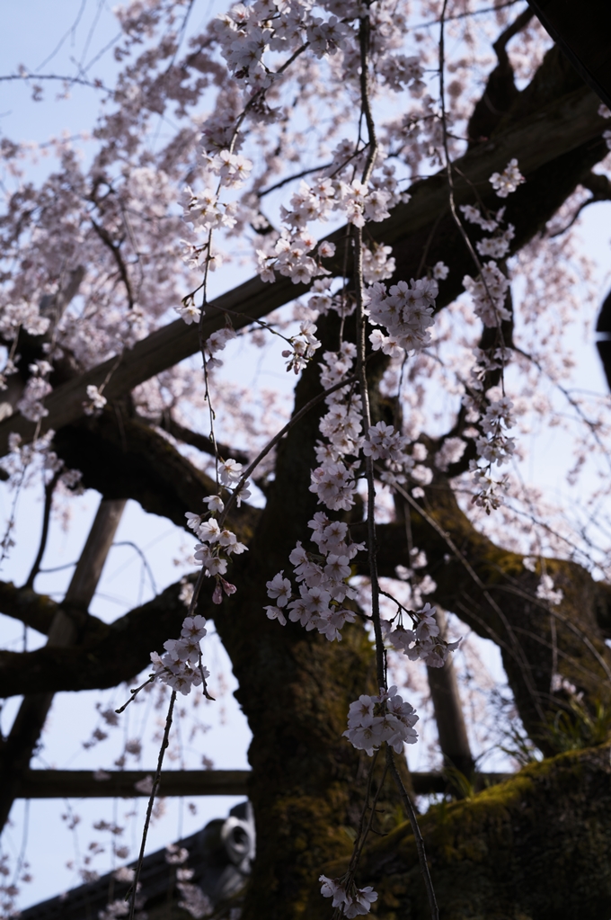 平野神社_2024　No5