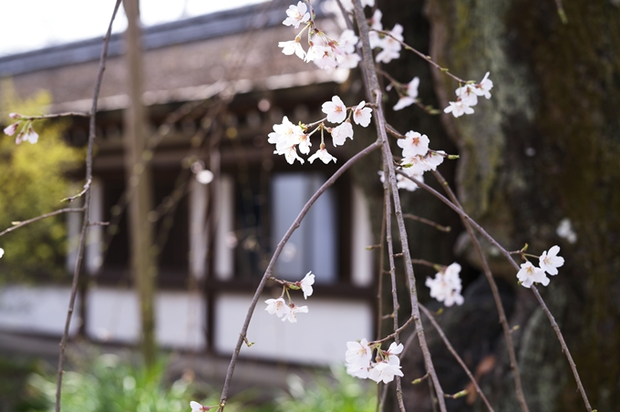 平野神社_2024　No6