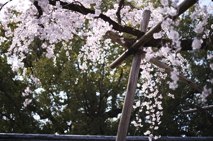 平野神社_2024　No7