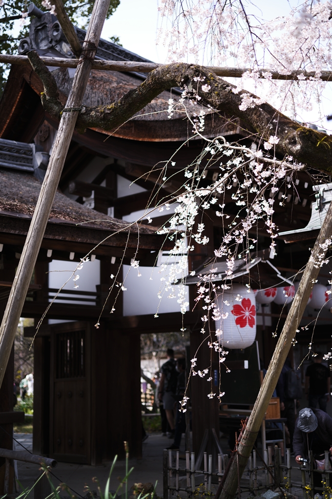 平野神社_2024　No8