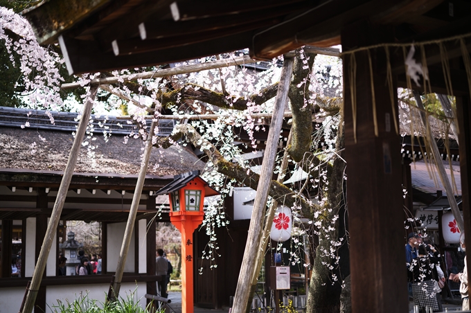 平野神社_2024　No9