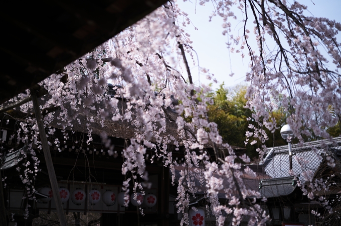 平野神社_2024　No10