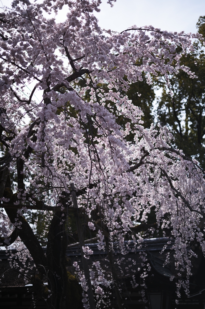 平野神社_2024　No11