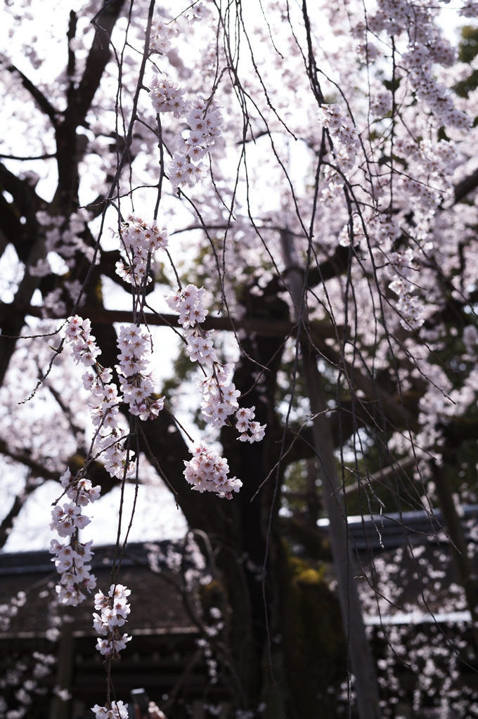 平野神社_2024　No12