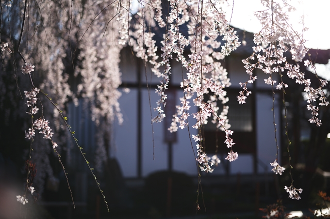 本満寺_糸桜満開_2024　No13