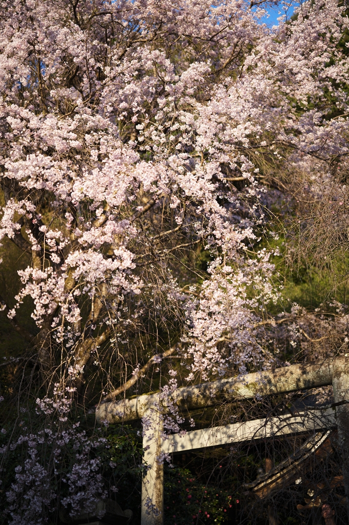 大豊神社_熊野若王子神社_桜苑_2024　No9