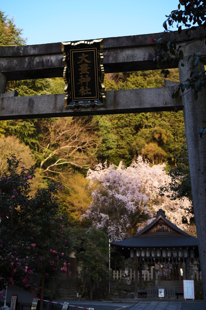 大豊神社_熊野若王子神社_桜苑_2024　No4