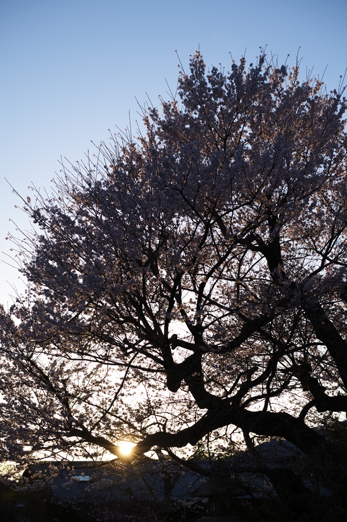 大豊神社_熊野若王子神社_桜苑_2024　No11